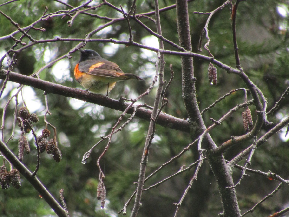 American Redstart - Elizabeth Medes