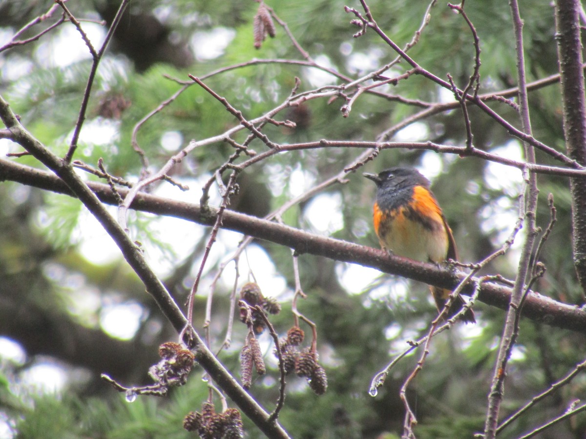 American Redstart - Elizabeth Medes