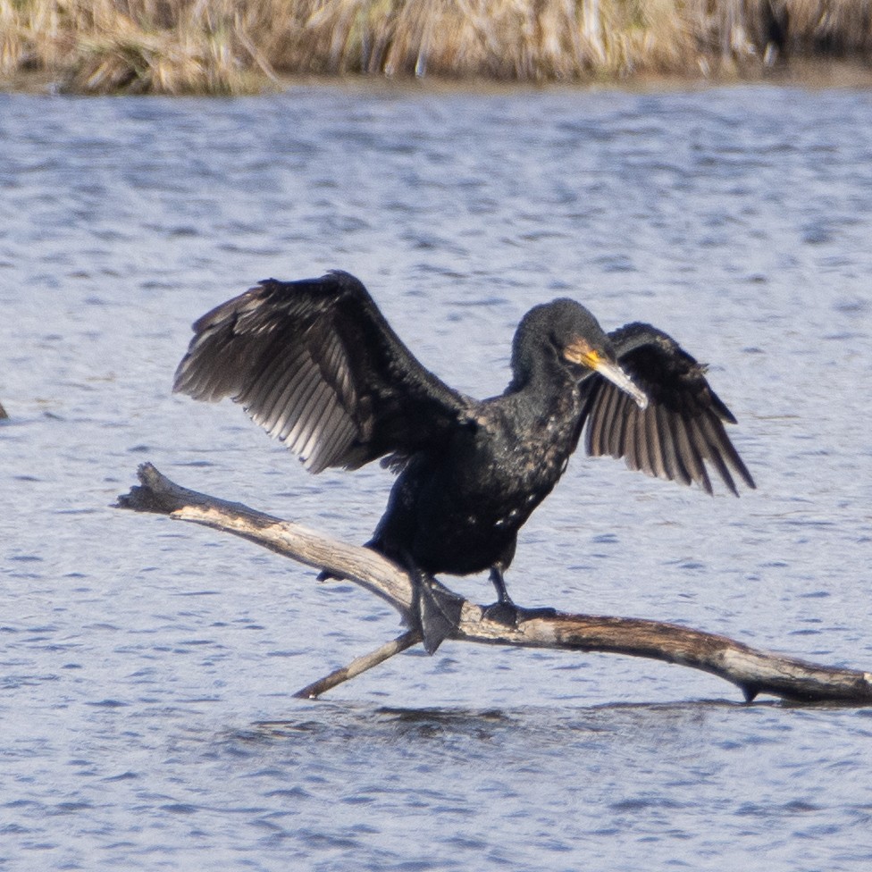 Great Cormorant - Ben Milbourne