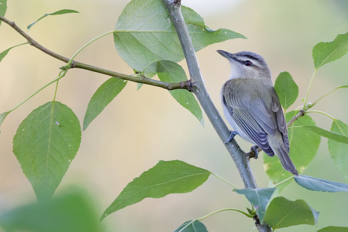 Red-eyed Vireo - Liam Hutcheson