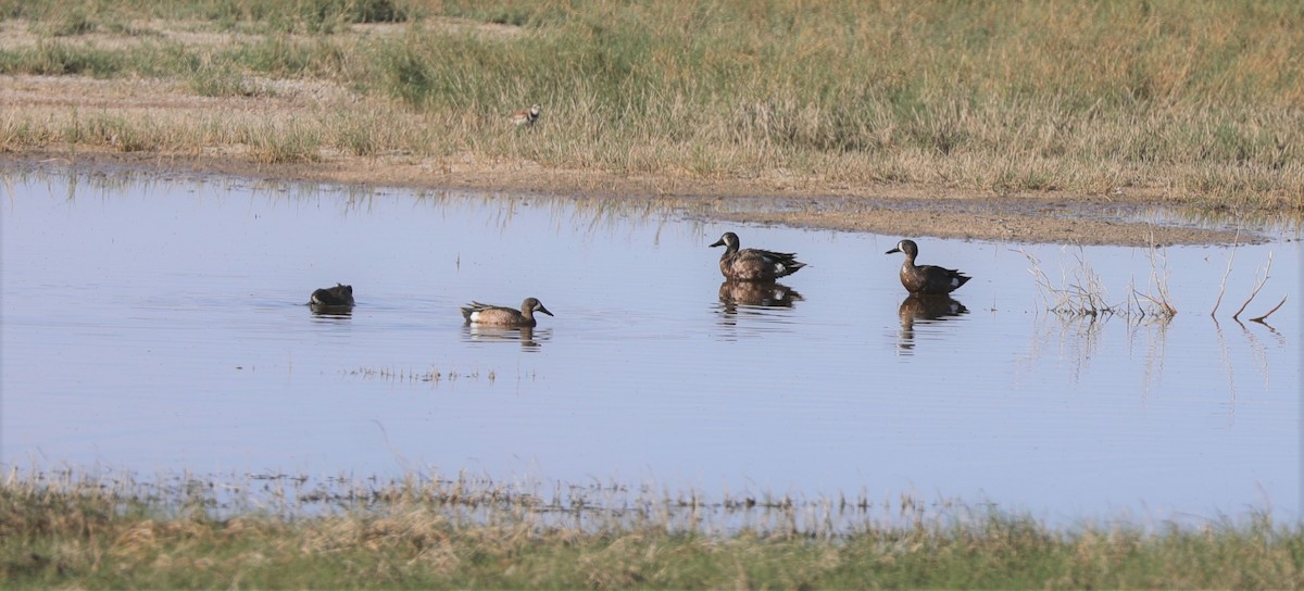 Blue-winged Teal - ML586376181