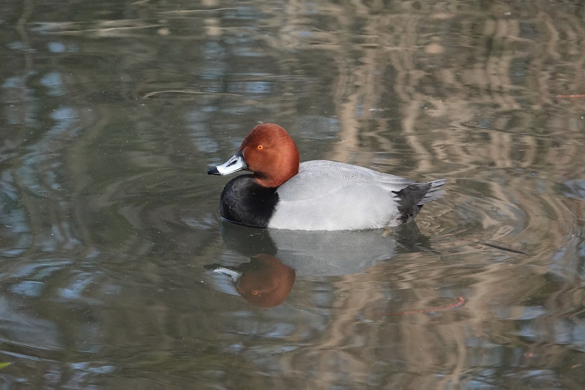 Common Pochard - ML586377351