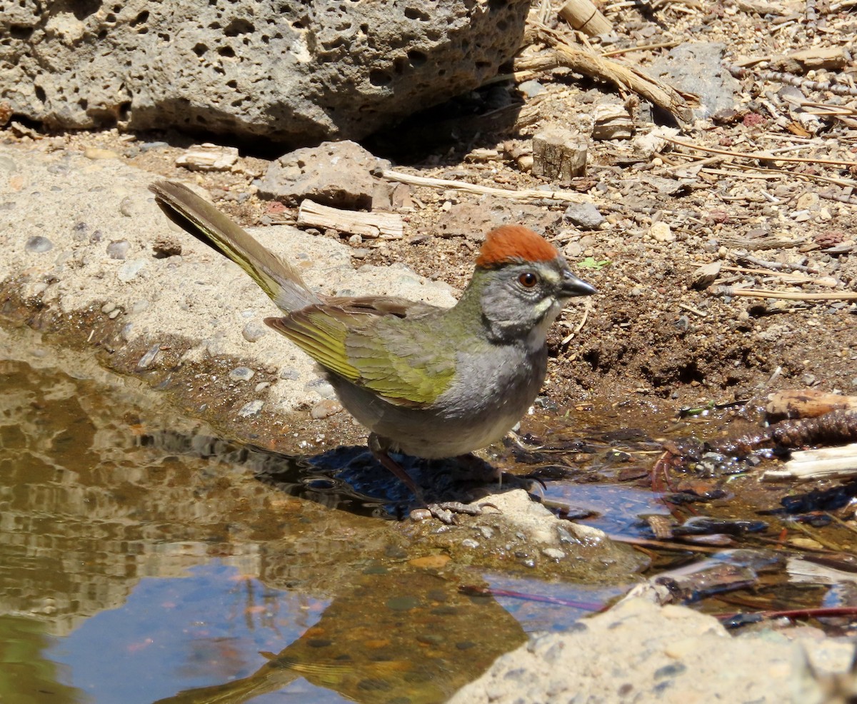 Green-tailed Towhee - ML586377501