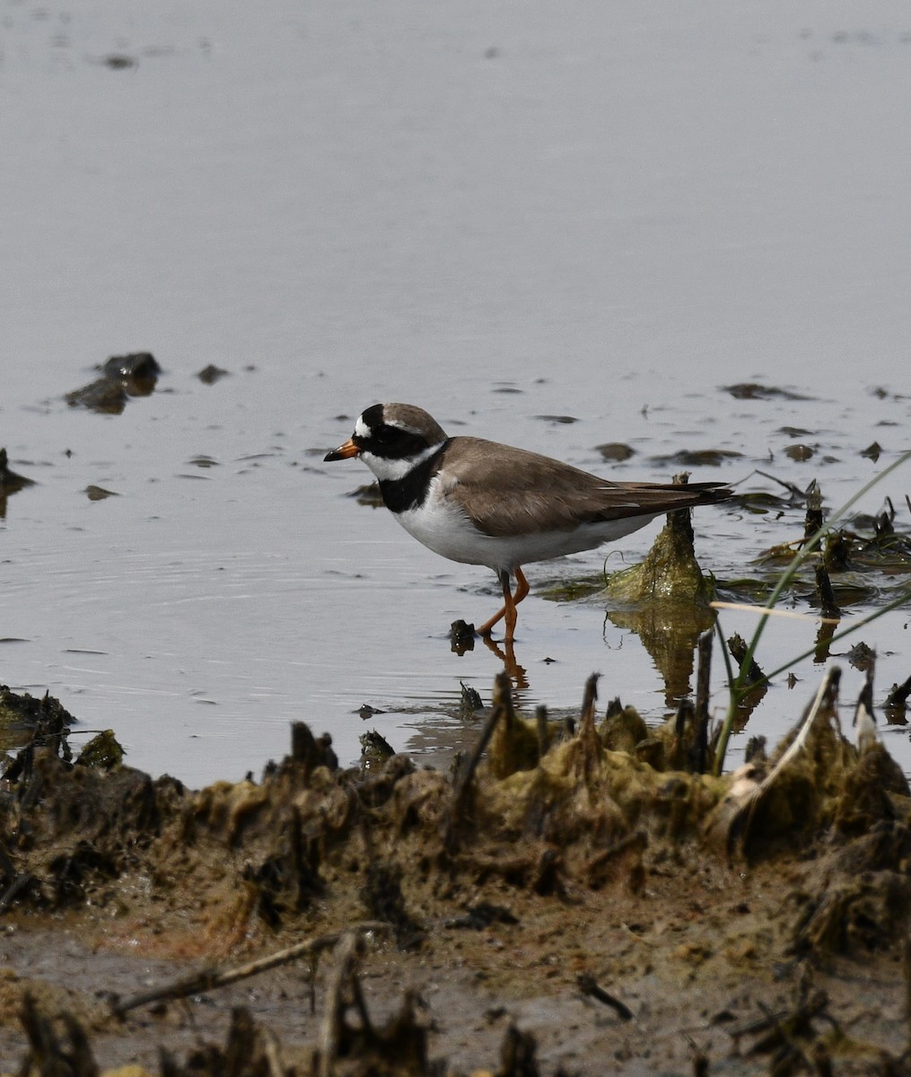 Common Ringed Plover - ML586378631
