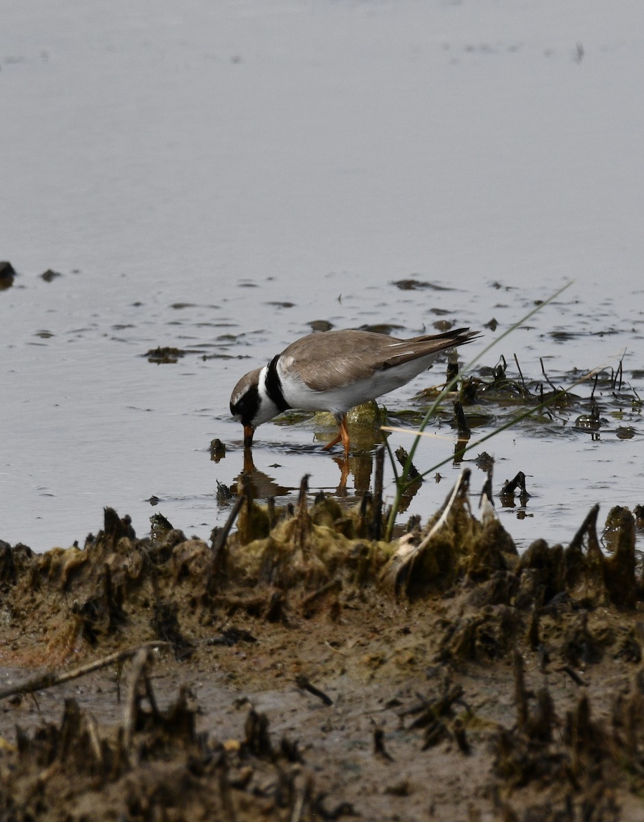 Common Ringed Plover - ML586378641