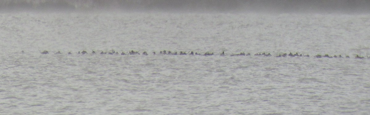 Long-tailed Duck - ML58637891