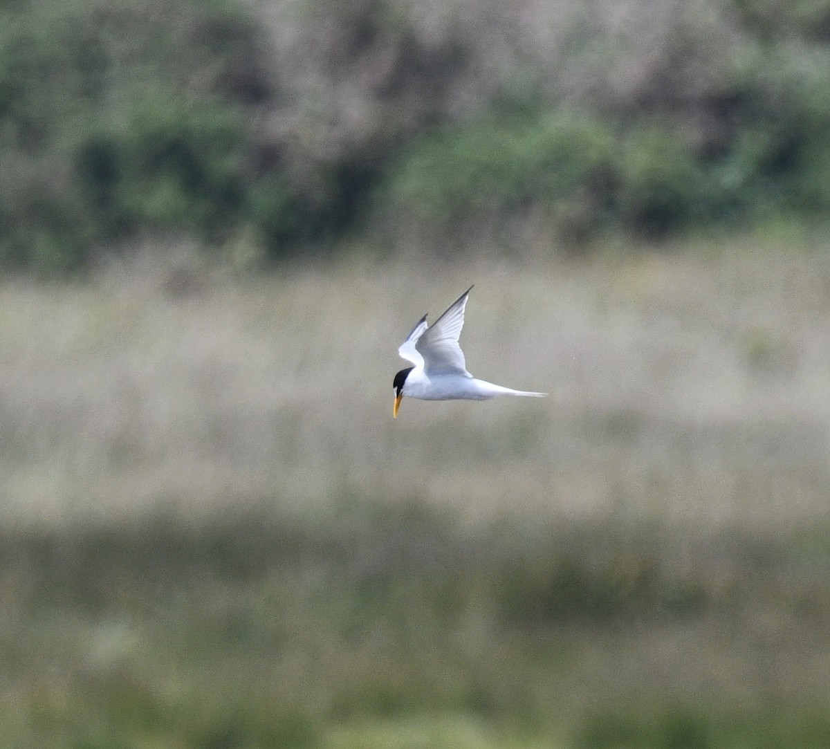 Little Tern - Josh Bruening