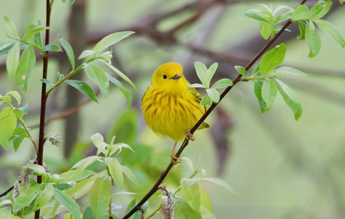 Northern Yellow Warbler - Graham Rice