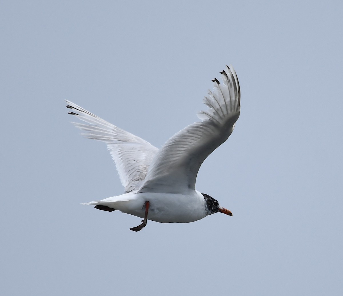 Mediterranean Gull - ML586380531