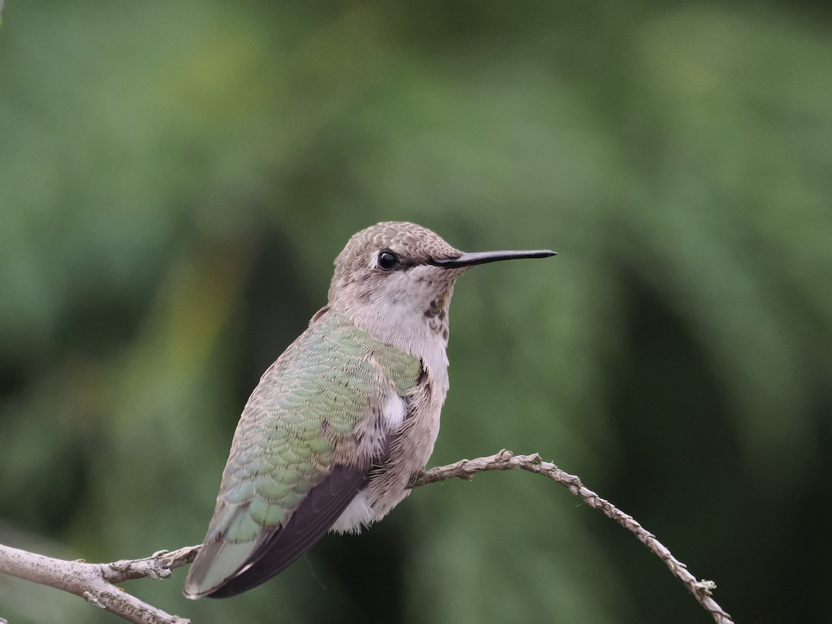 Anna's Hummingbird - Roger Hoffman