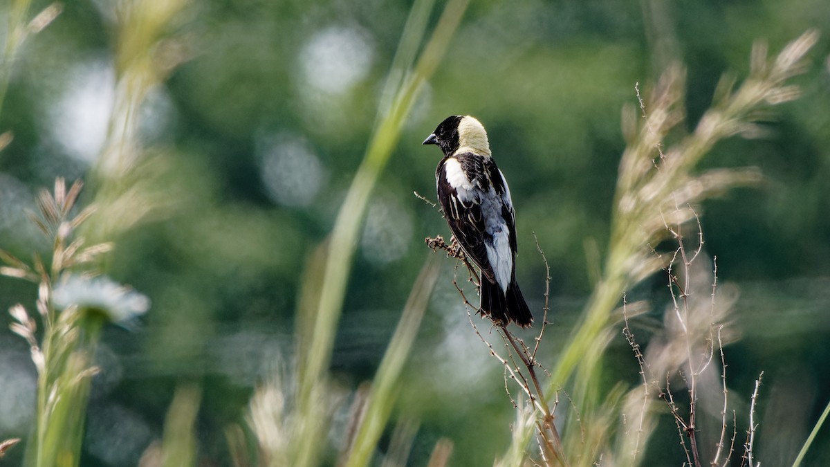 Bobolink - ML586385061