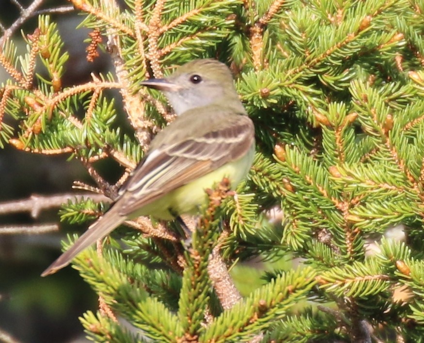 Great Crested Flycatcher - ML58638601