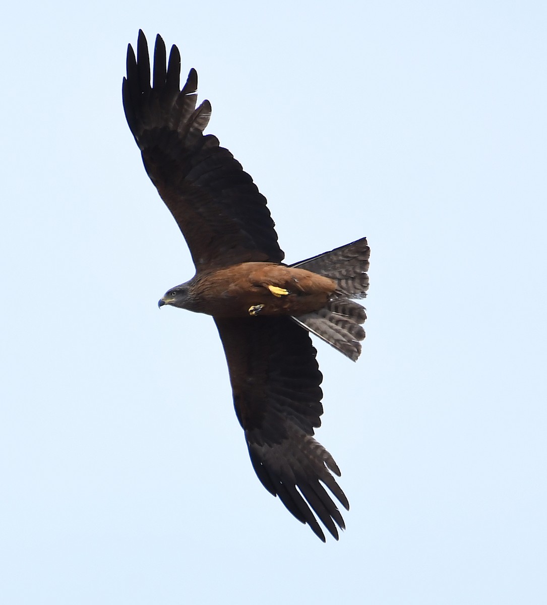 Black Kite - ML586386281