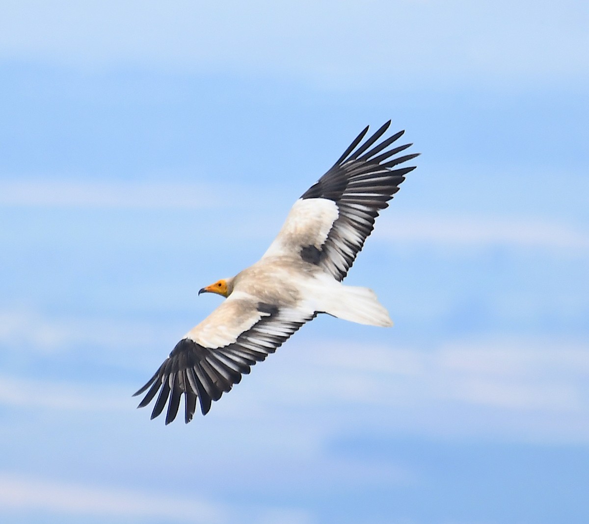 Egyptian Vulture - ML586386341