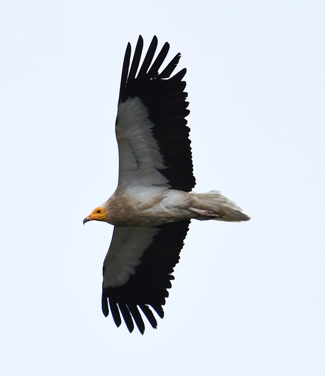 Egyptian Vulture - ML586386351