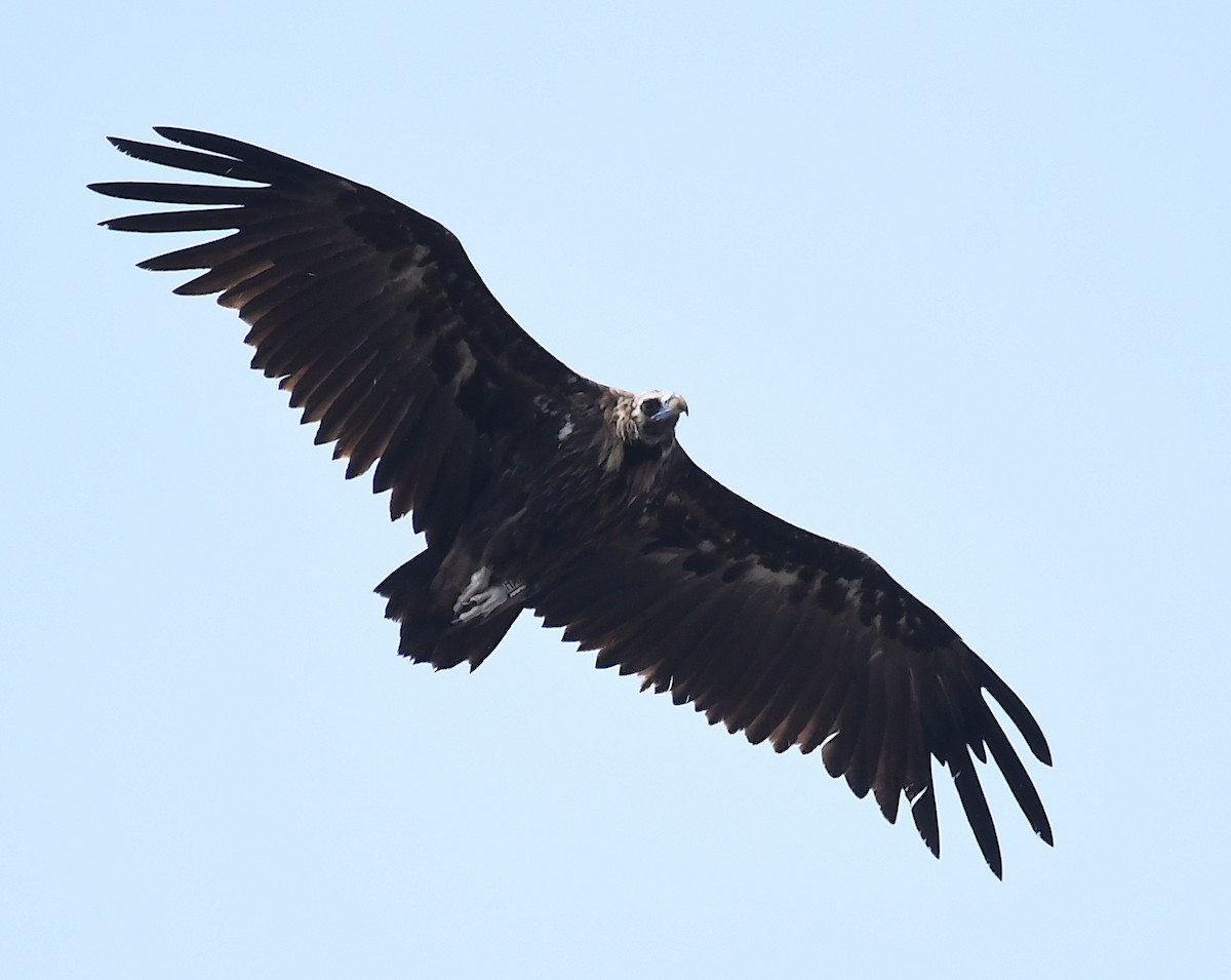 Cinereous Vulture - ML586386411