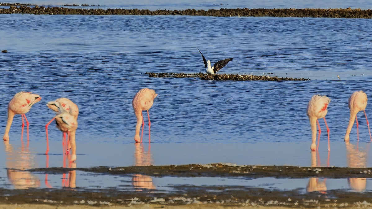 Black-winged Stilt - ML586386801