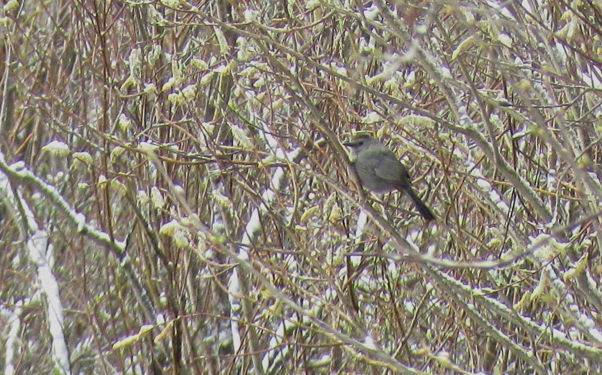 Gray Catbird - ML58638721