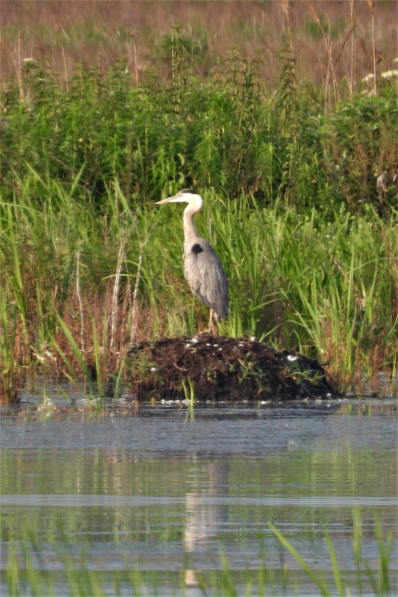 Great Blue Heron - ML586387851