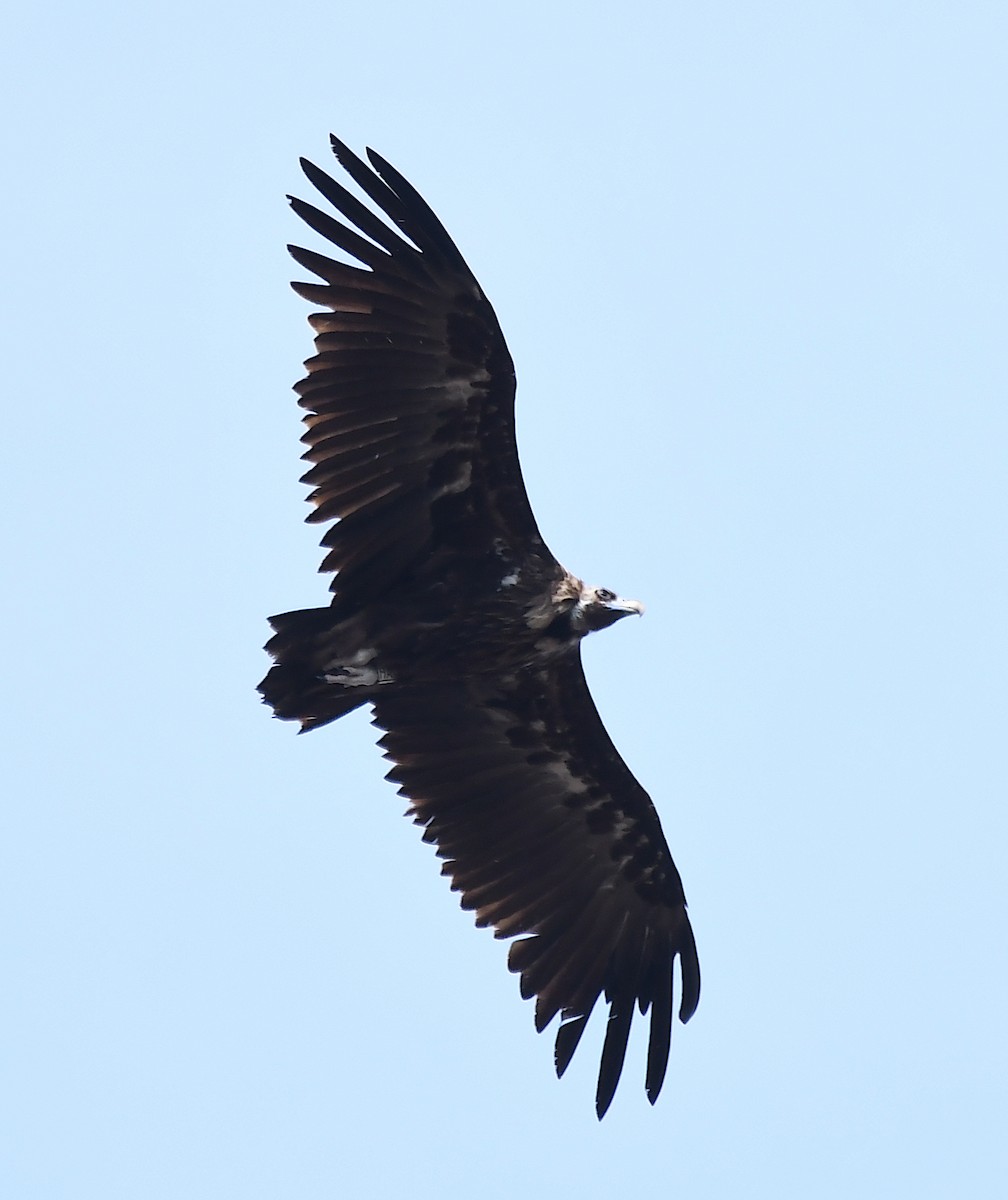 Cinereous Vulture - ML586387921
