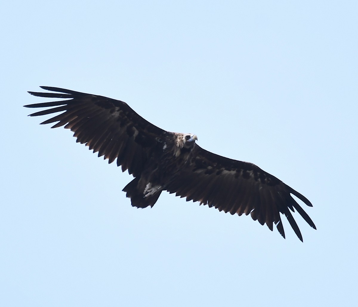 Cinereous Vulture - ML586387931