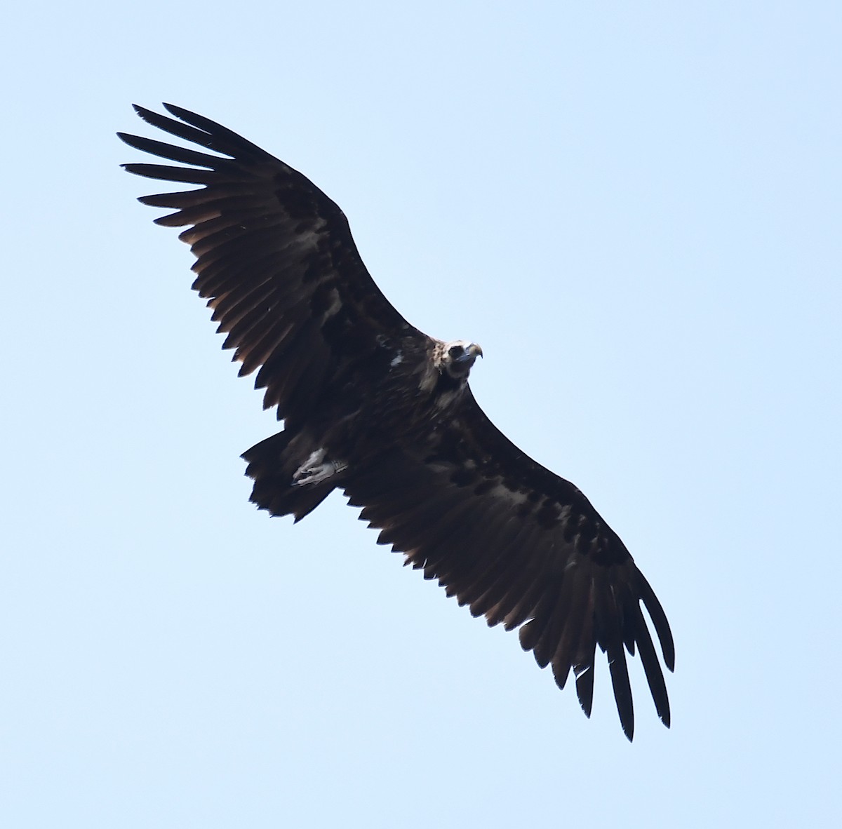 Cinereous Vulture - ML586387941