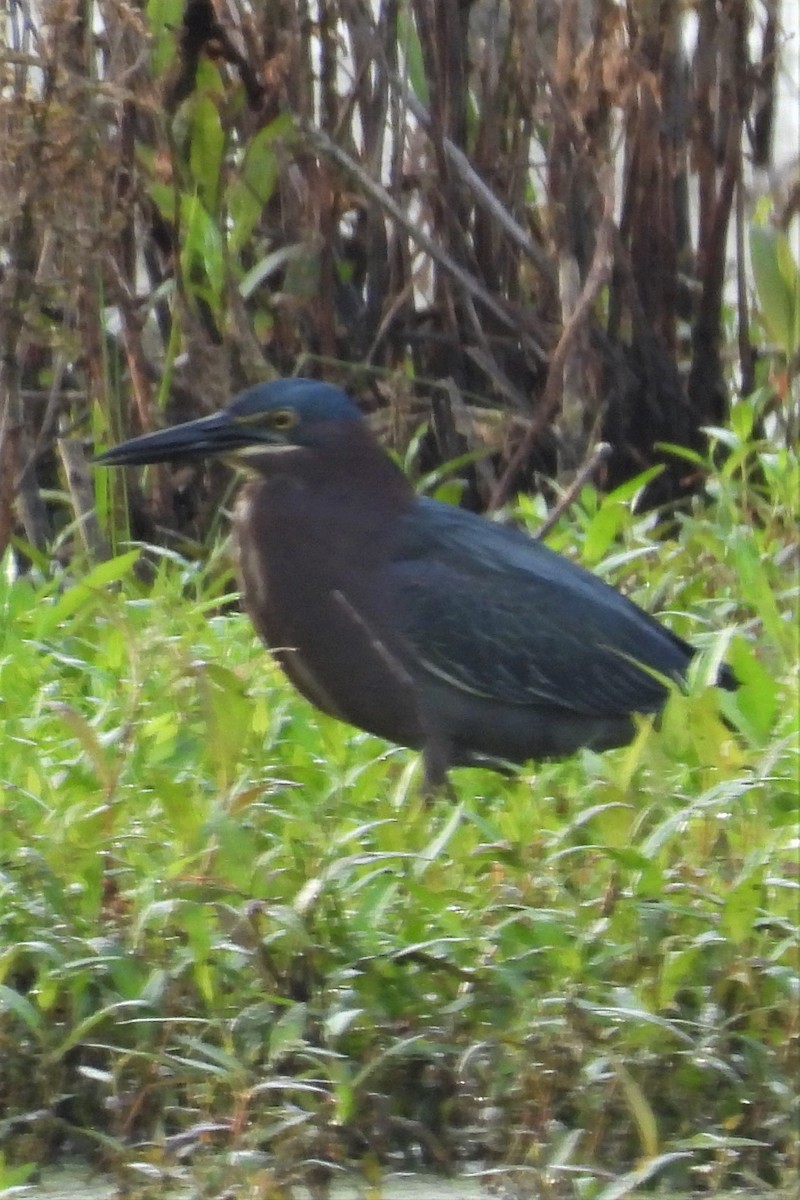 Green Heron - ML586388101