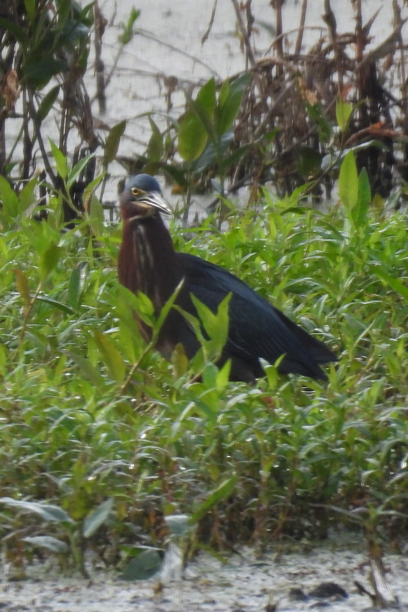 Green Heron - ML586388111