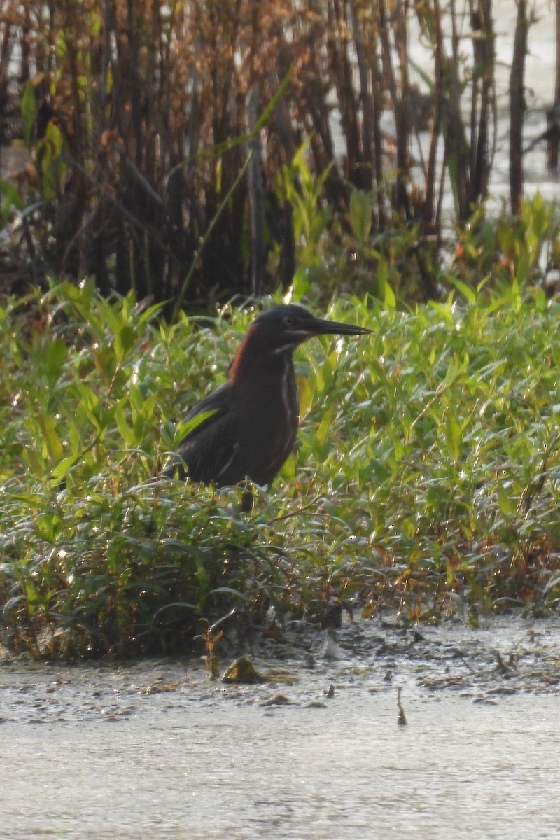 Green Heron - Larry Gaugler