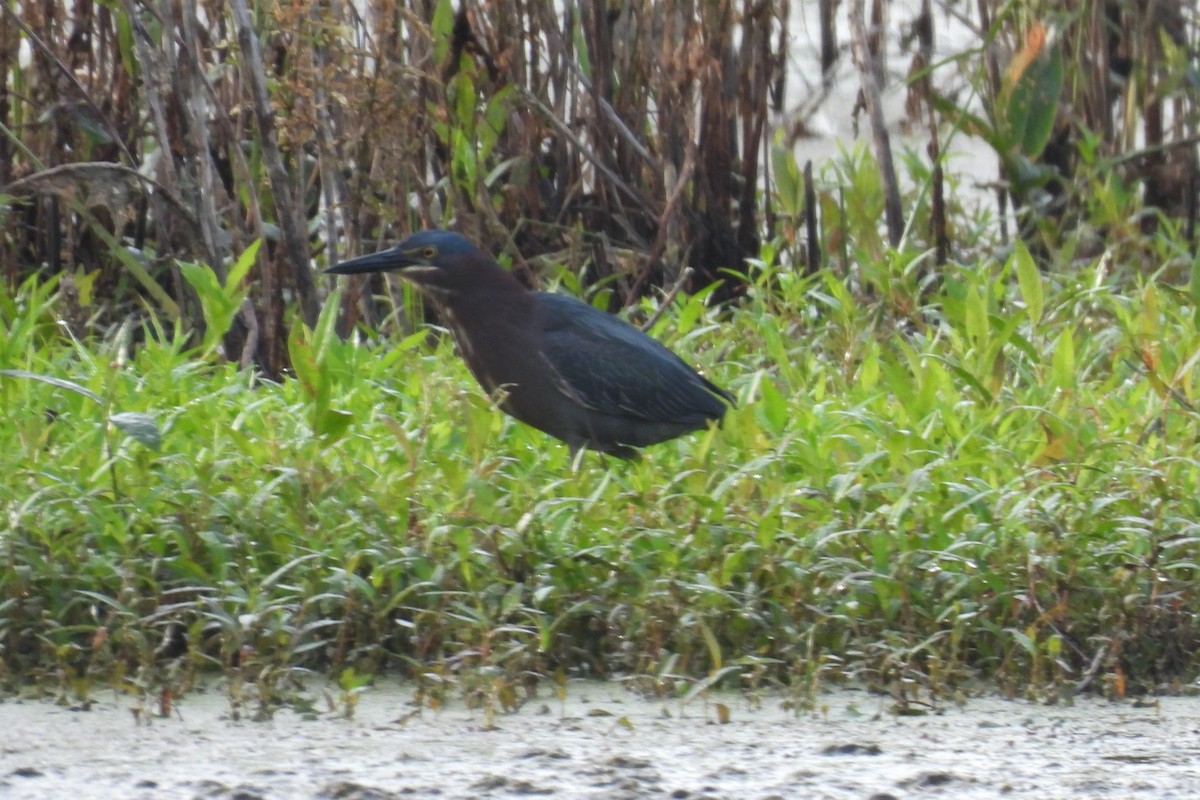 Green Heron - ML586388141