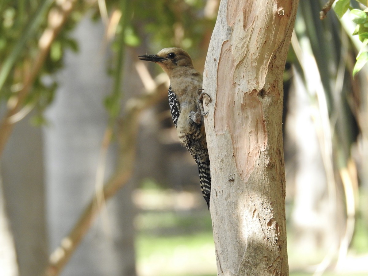 Gila Woodpecker - ML586389591