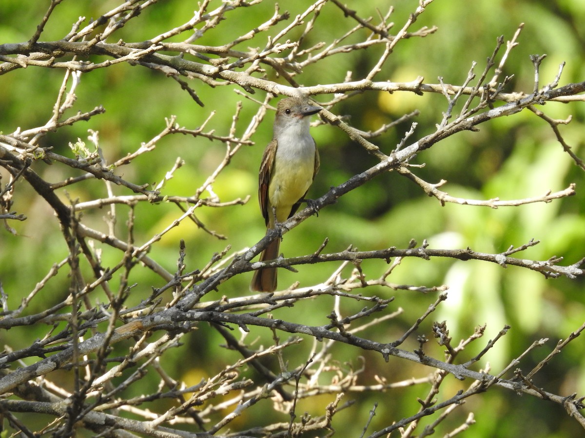 Brown-crested Flycatcher - ML586389661