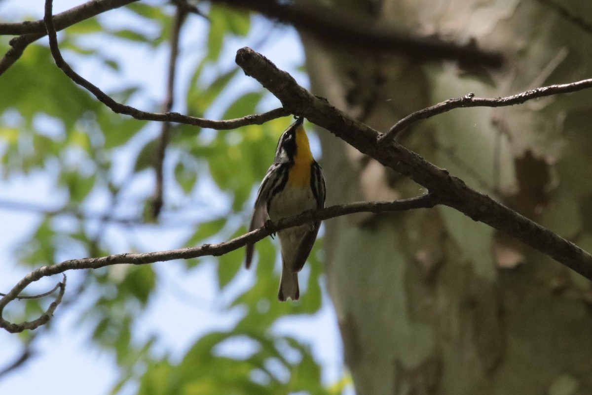 Yellow-throated Warbler - ML586389701
