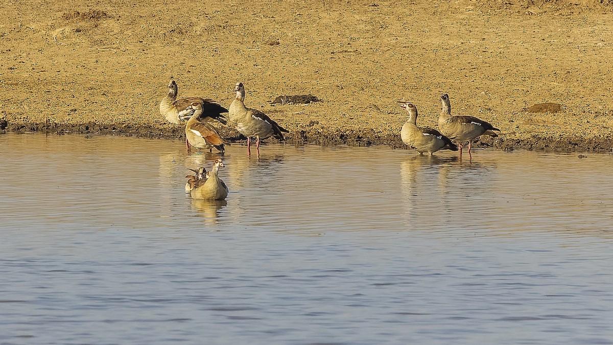 Egyptian Goose - ML586389951