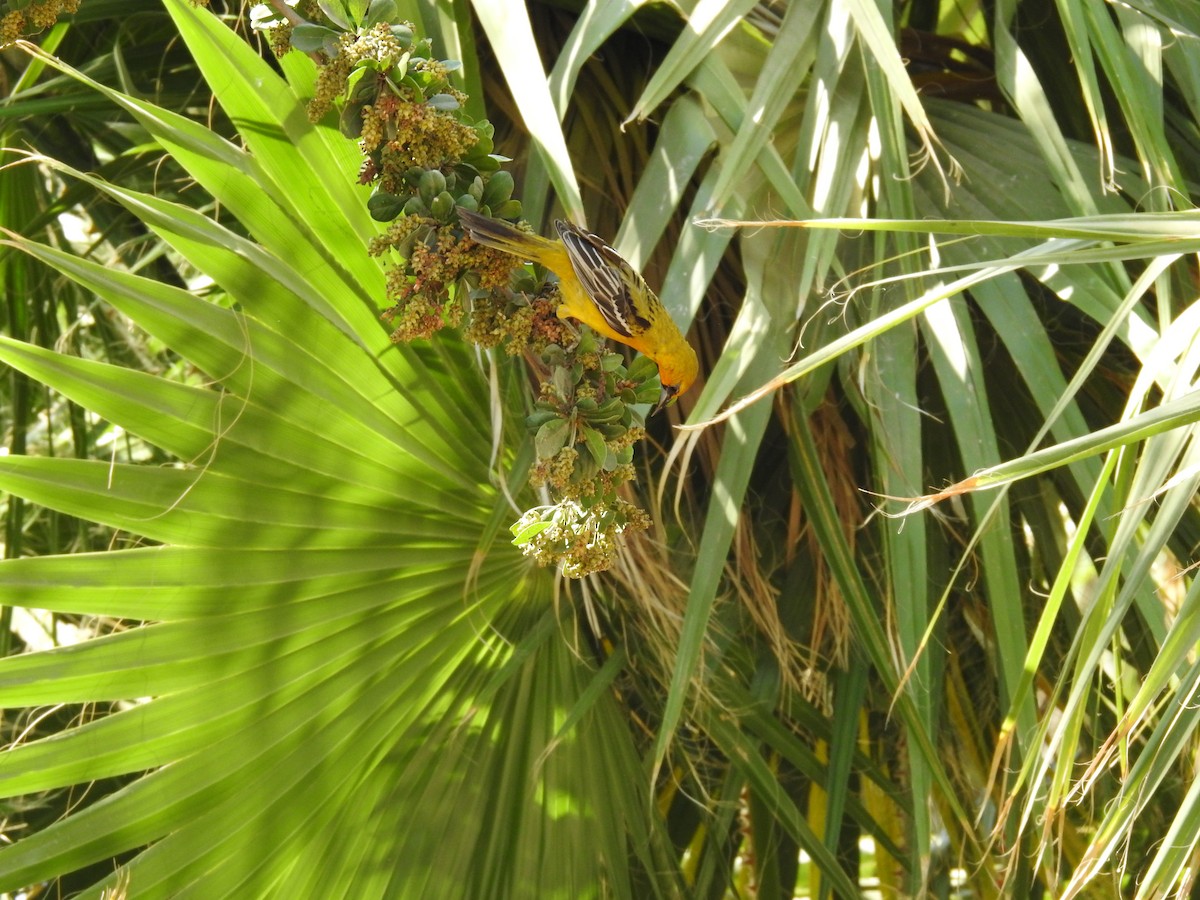 Streak-backed Oriole - ML586390261