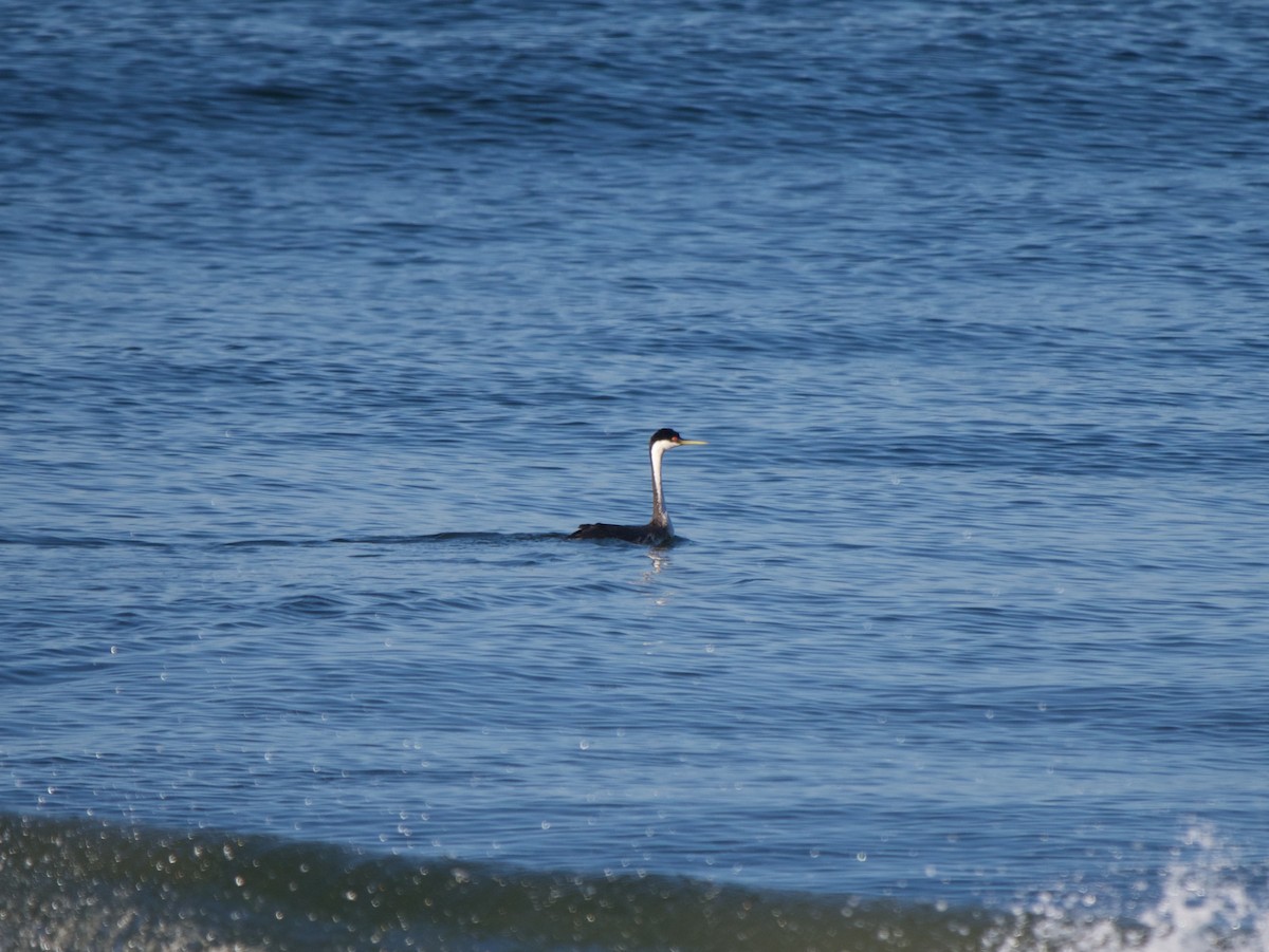 Western Grebe - ML58639031