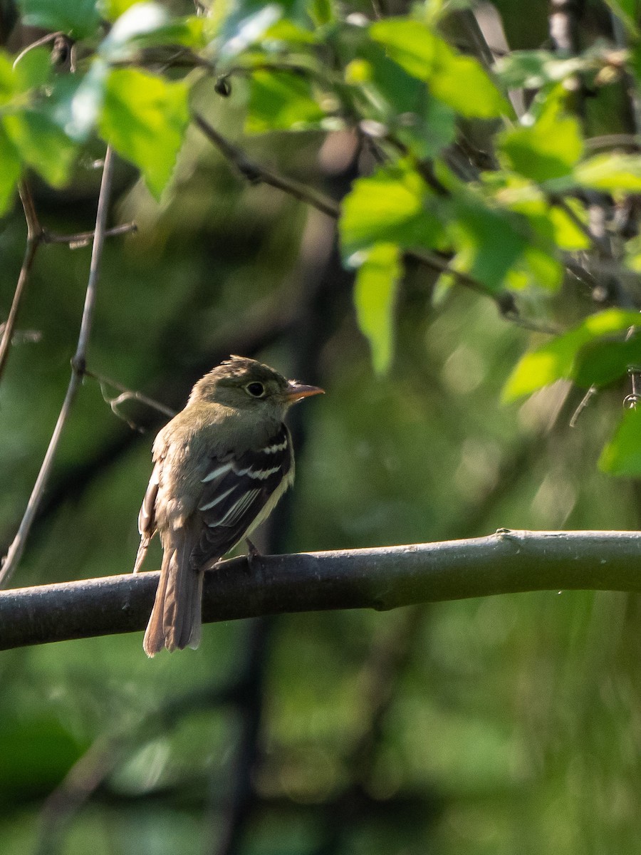 Moucherolle tchébec - ML586391041