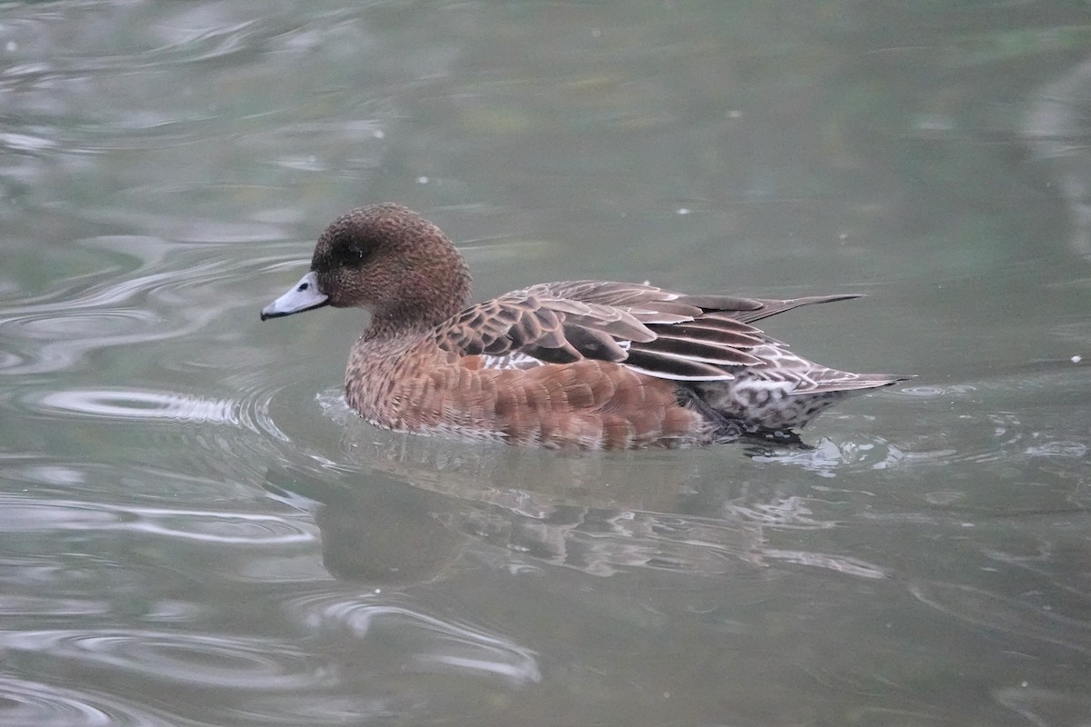 Eurasian Wigeon - ML586391751