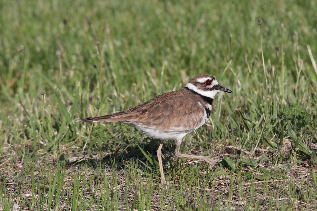 Killdeer - ML586392431