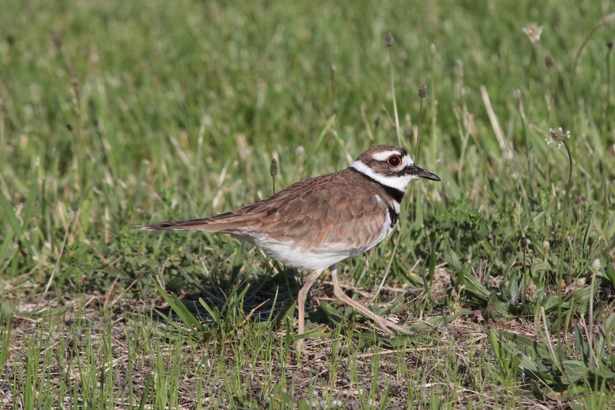 Killdeer - ML586392451