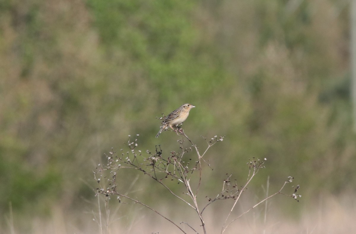 Grasshopper Sparrow - ML586392991