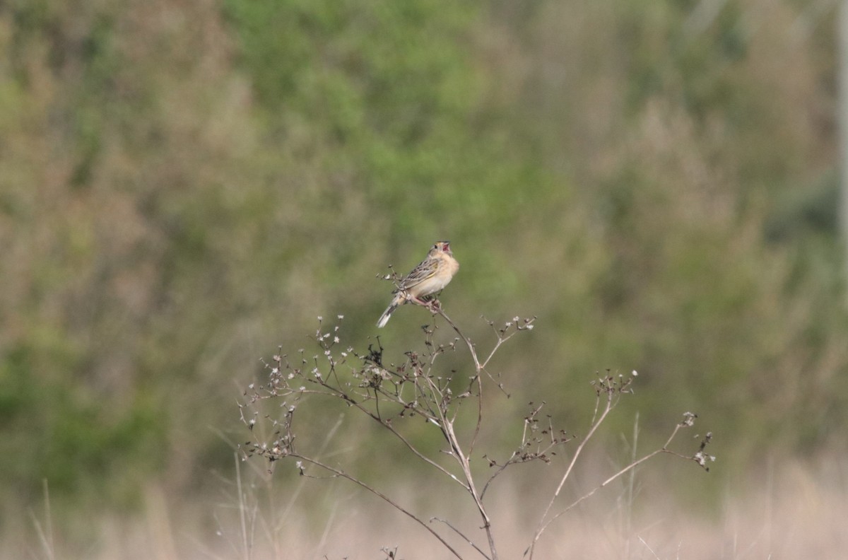 Grasshopper Sparrow - ML586393001