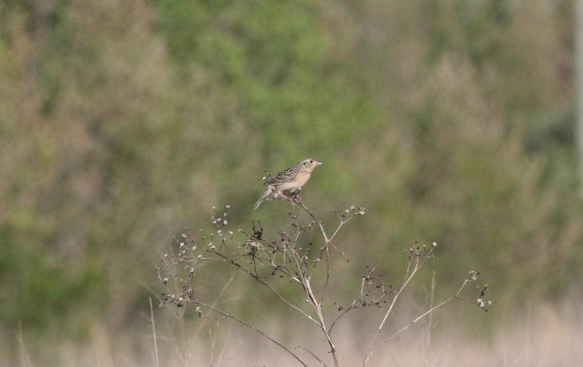 Grasshopper Sparrow - ML586393011