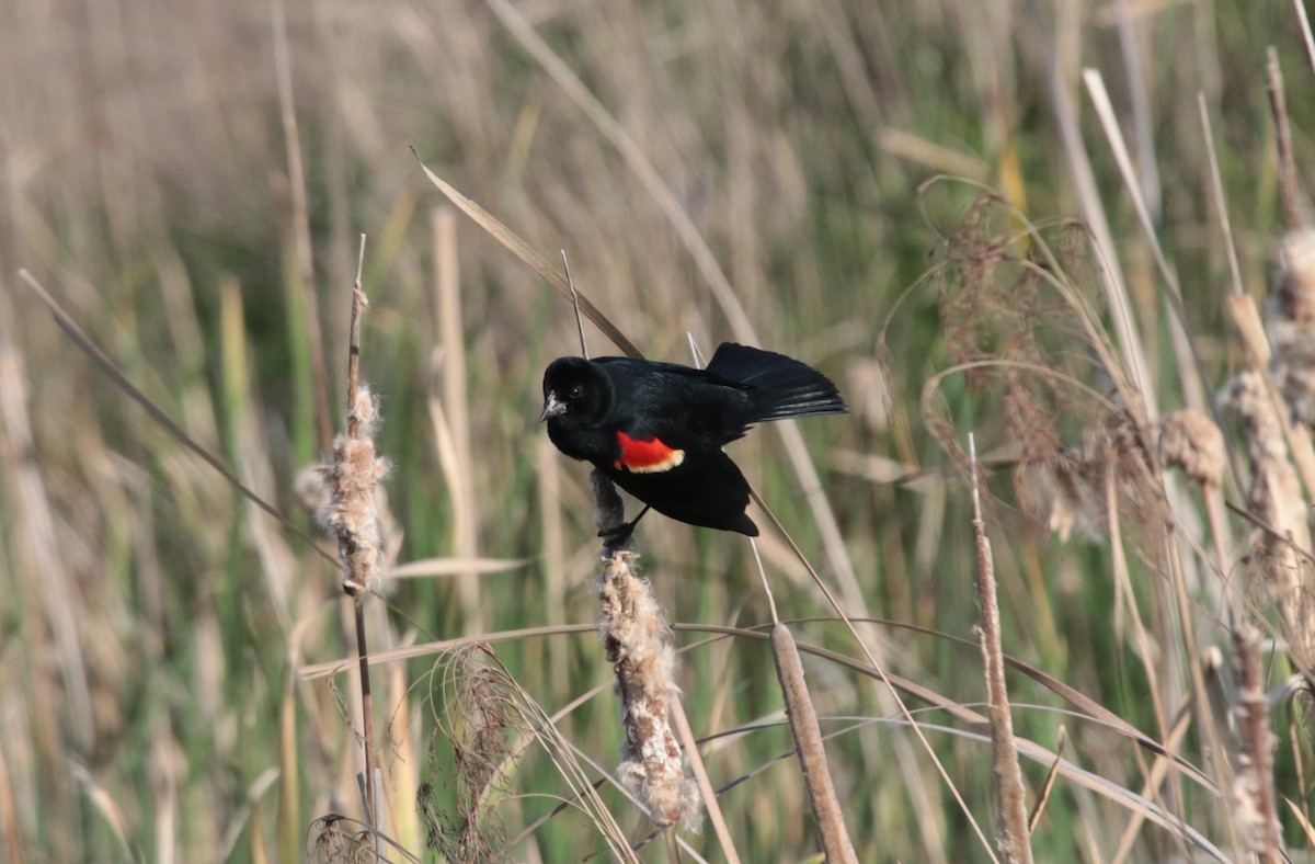 Red-winged Blackbird - ML586393231