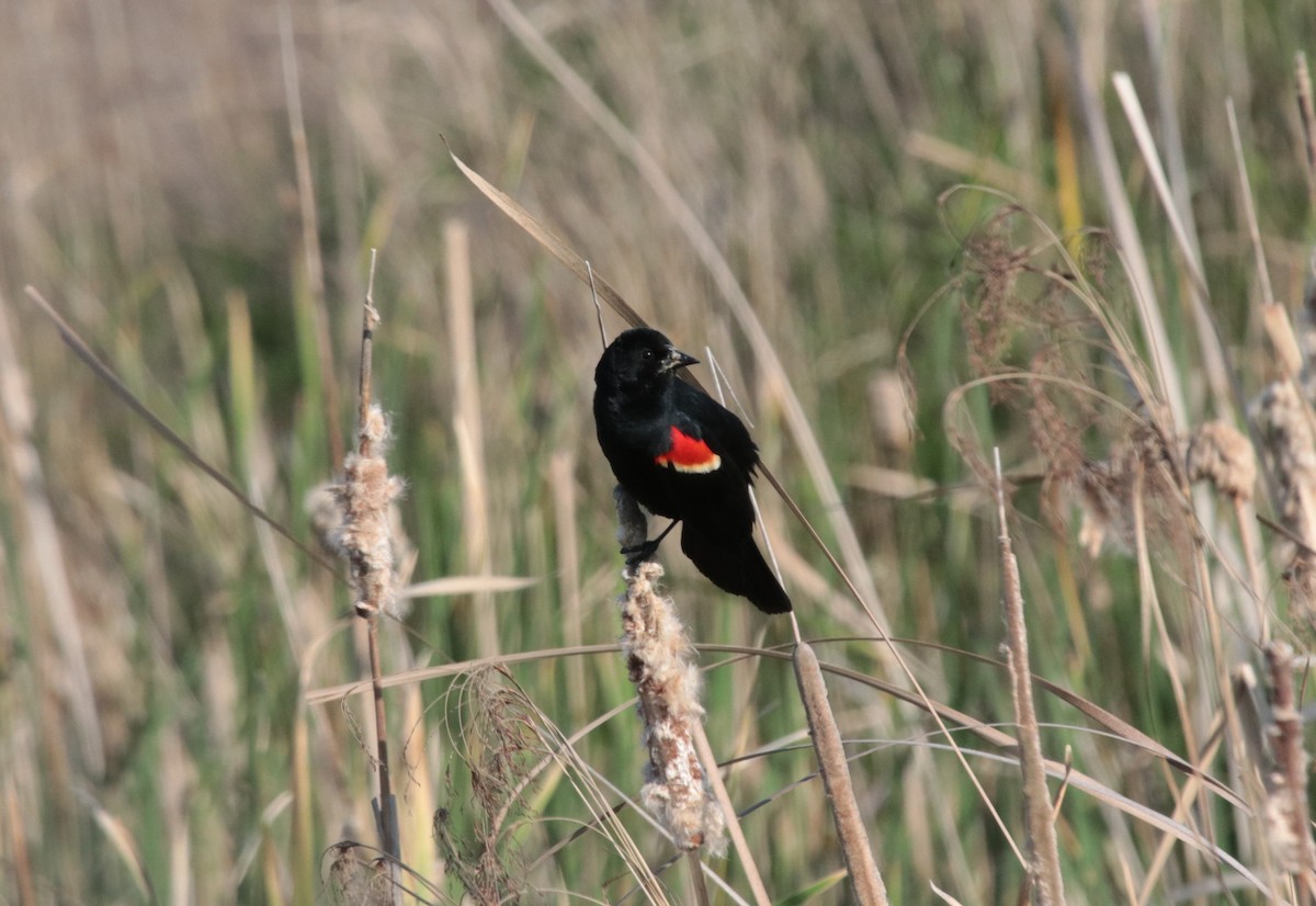 Red-winged Blackbird - ML586393241