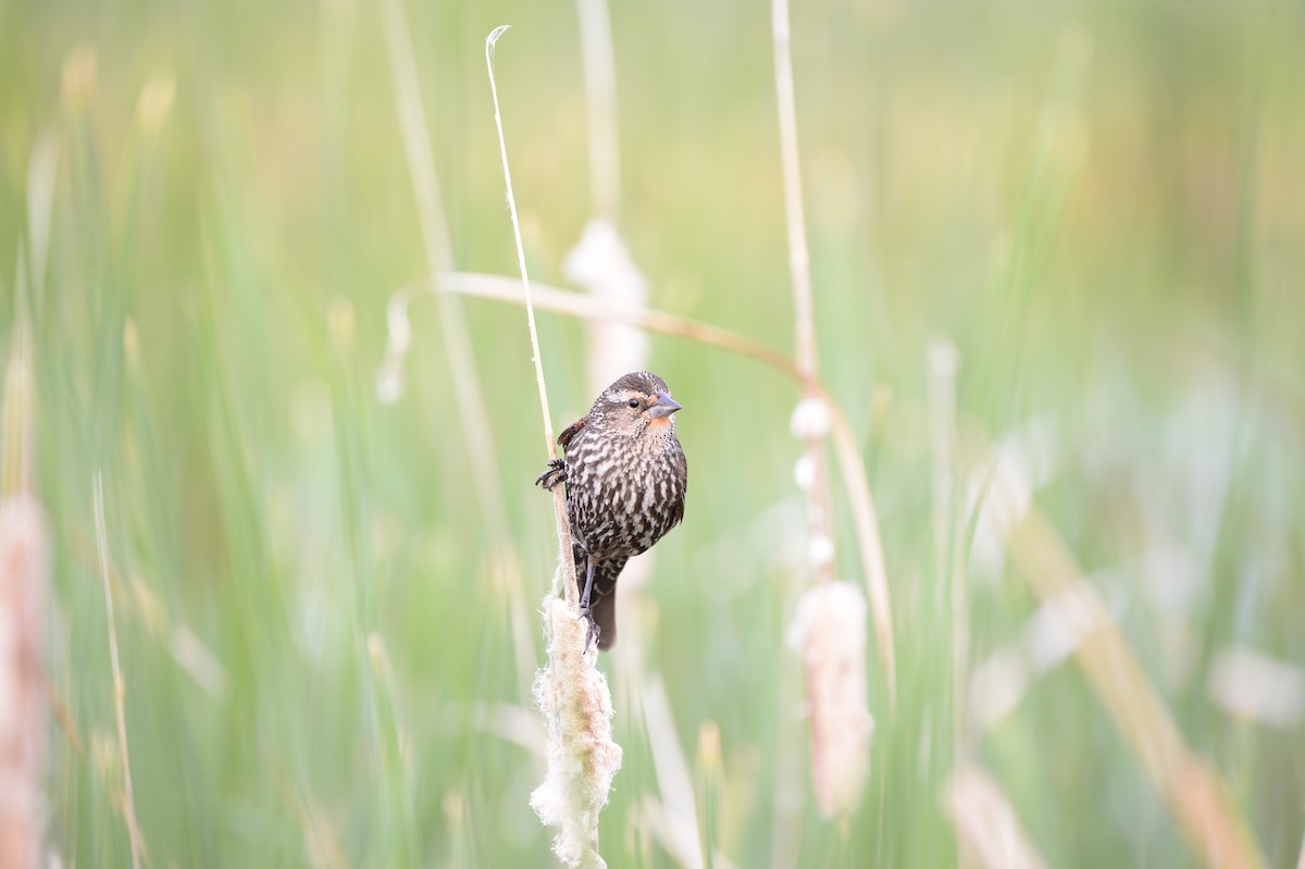 Red-winged Blackbird - ML586393851