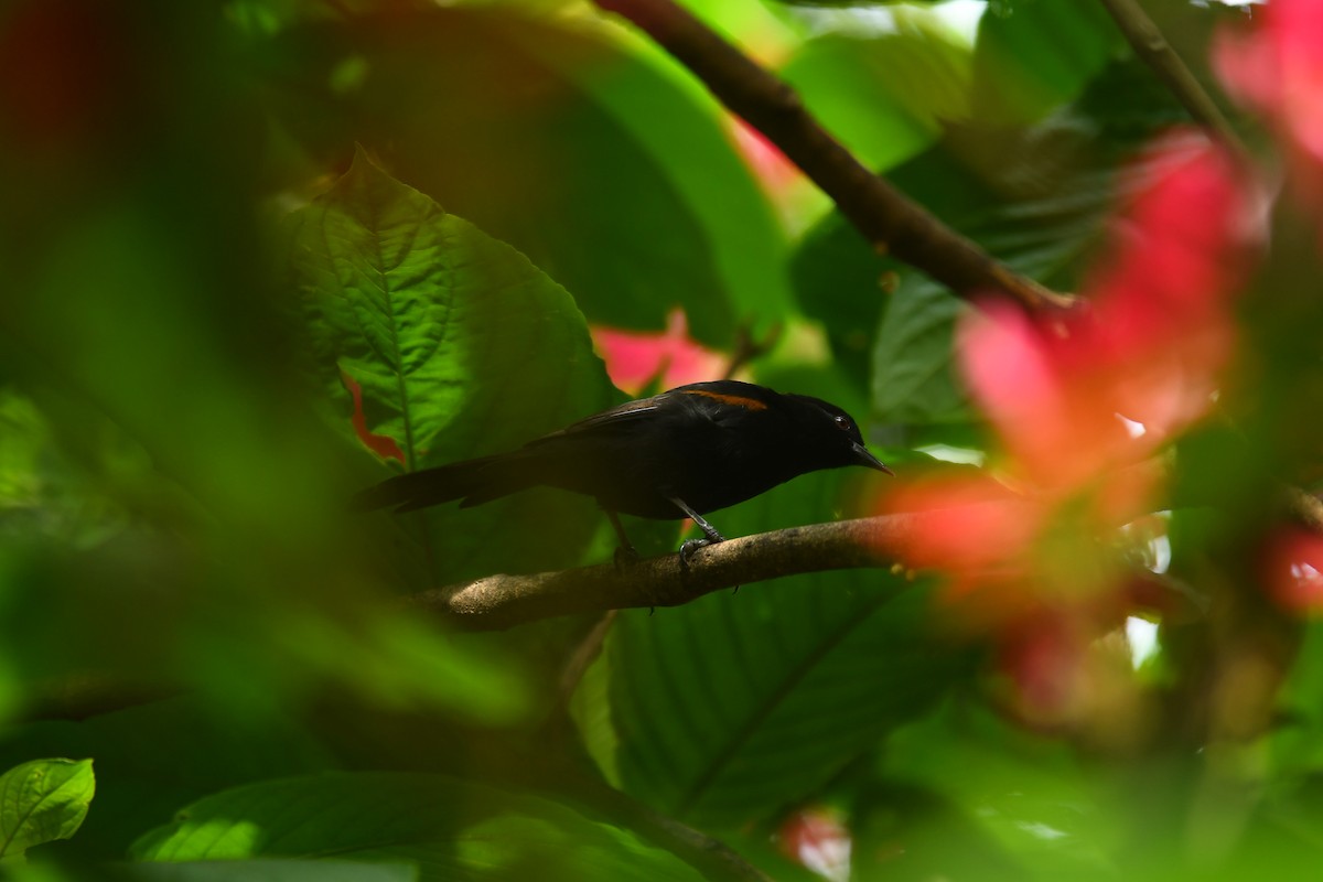 Variable Oriole - ML586394231