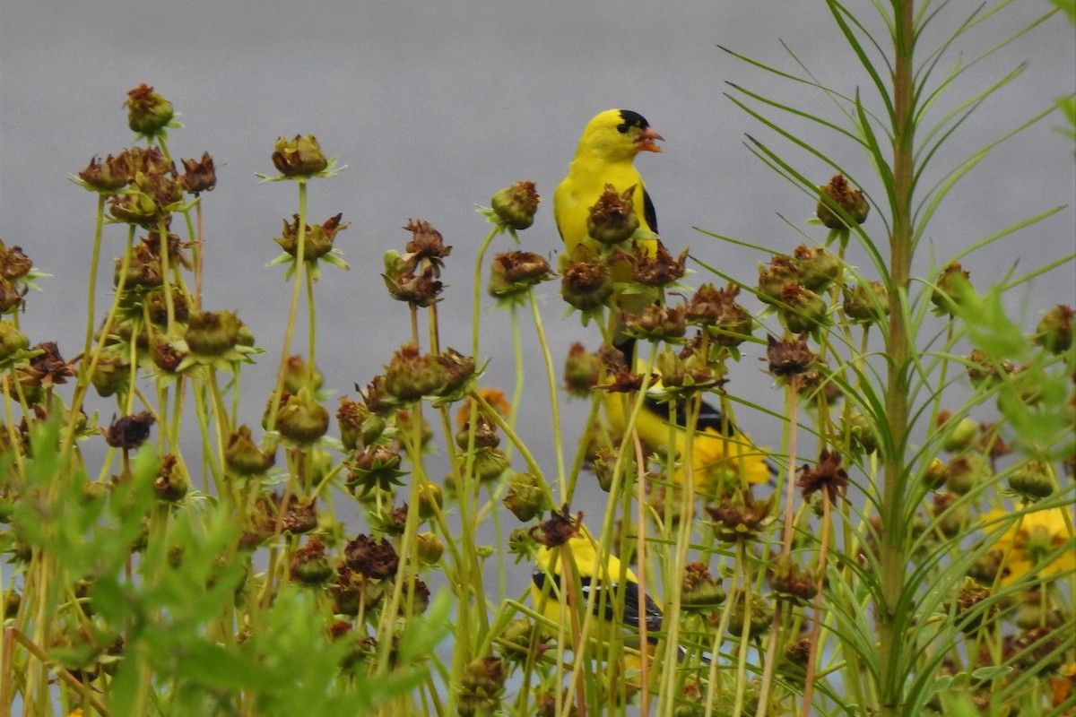 American Goldfinch - ML586394311