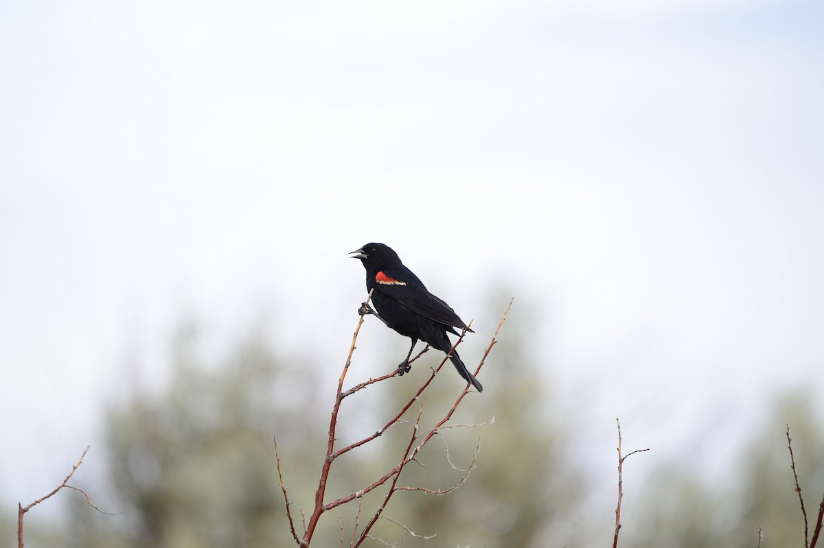 Red-winged Blackbird - ML586394421