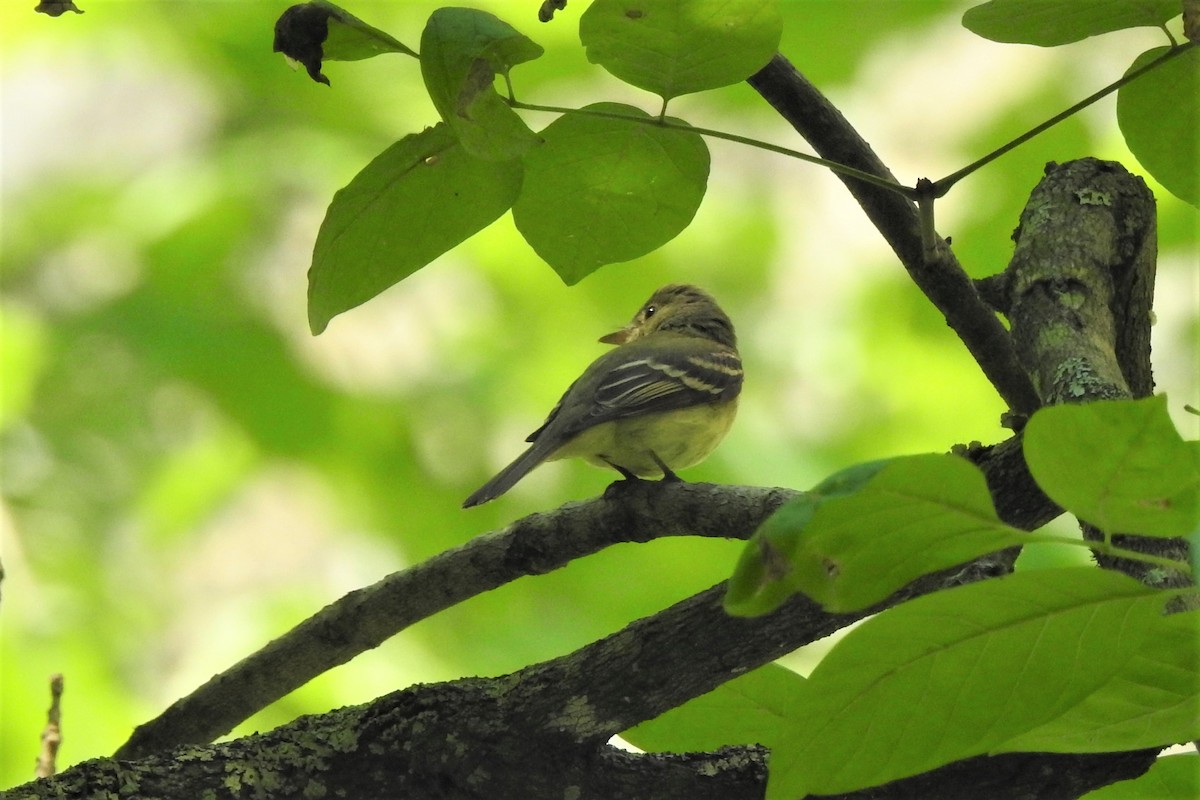 Acadian Flycatcher - ML586395071